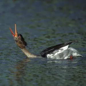 Red-breasted Merganser Duck Male calling, courtship display in spring