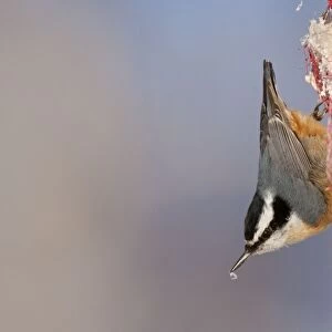 Red-breasted Nuthatch - eating suet - Maine - USA - February