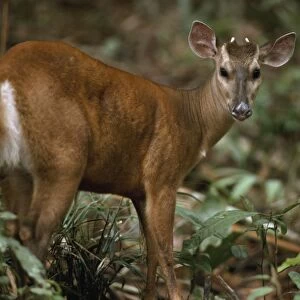 Red Brocket Deer - male, in rainforest. Amazonia, Brazil