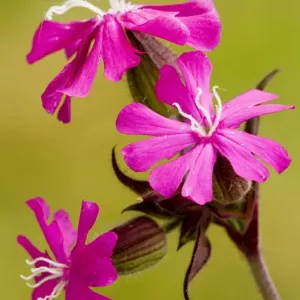 Red Campion - female flowers Red Campion - female flowers