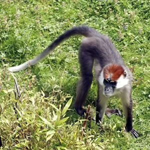 Red Capped Mangabey - west Africa