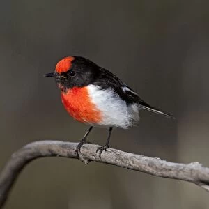 Red-capped Robin - near Mt Liebig - Northern Territory - Australia