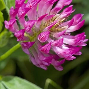 Red Clover - close up of flower growing in a meadow. England, UK