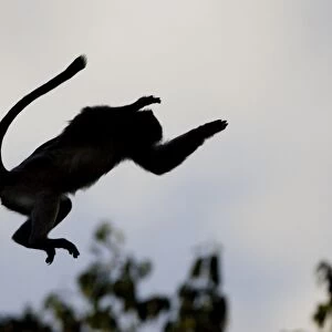 Red Colobus Monkey - silhouette jumping through air - Kibale Forest - Uganda