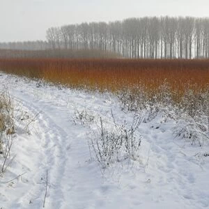 red colouring willow twigs in snowy landscape