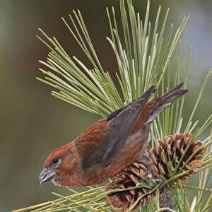 Red crossbill - in CT in December 2007 during a "finch" year. USA