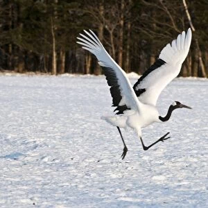 Red-crowned Crane - adult running to take off - Kushiro - Hokkaido Island - Japan