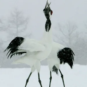 Red-crowned Crane - pair displaying, necks intertwined. In snow Hokkaido, Japan