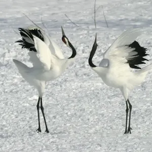 Red-crowned Crane - pair displaying Hokkaido, Japan Red-crowned Crane - pair displaying Hokkaido, Japan