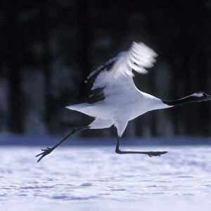 Red-crowned Crane - Running to take flight - Kushiro Shitsugen National Park - Hokkaido - Japan - eastern Eurasia JPF40103