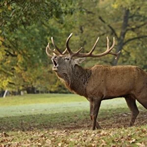 Red Deer - buck belling in rut season - Germany