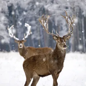 Red Deer - bucks in snow Red Deer - bucks in snow