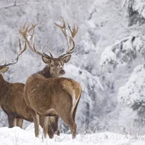 Red Deer - bucks in snow - Germany