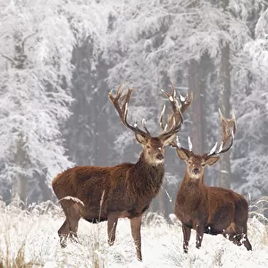 Red deer bucks in snow, Germany