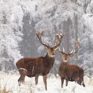 Red deer bucks in snow, Germany