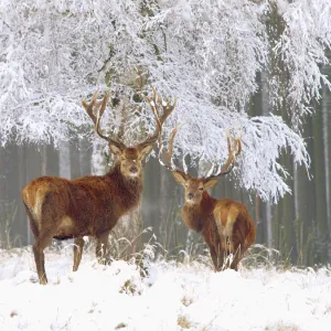 Red Deer - bucks in snow - Germany