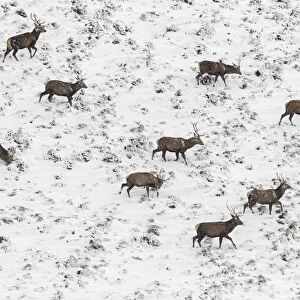 Red Deer (Cervus elaphus) ~ wailking through snow ~ Cairngorms National Park, Scotland