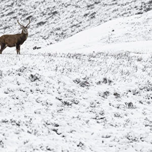 Red Deer (Cervus elaphus) ~ wailking through snow ~ Cairngorms National Park, Scotland
