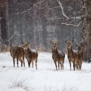 Red Deer - cows in snow - Germany