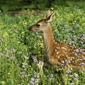 Red Deer - fawn