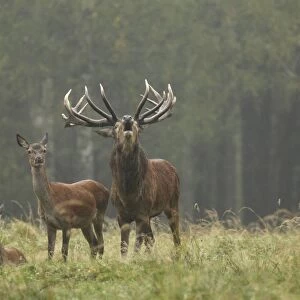 Red Deer - herd in rut - buck belling - Saxonia - Germany