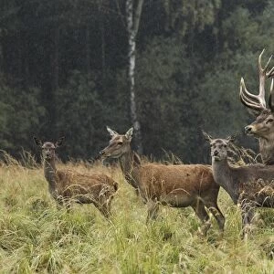 Red Deer - herd in rut - Saxonia - Germany