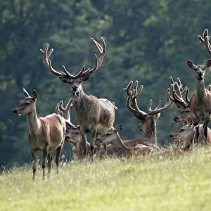 Red Deer - herd of stags and hinds - alert on meadow - Hessen - Germany