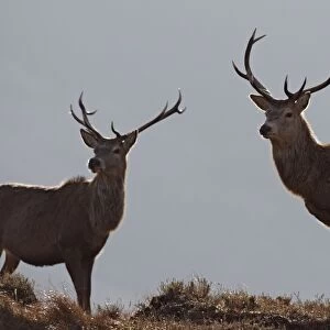 Red Deer - male. Scottish Moor - Aviemore - Scotland