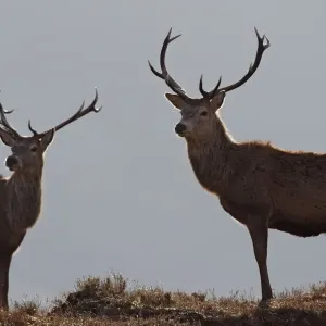 Red Deer - male. Scottish Moor - Aviemore - Scotland Red Deer - male. Scottish Moor - Aviemore - Scotland