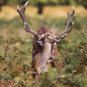 Red Deer - mating - Richmond Park UK 14967