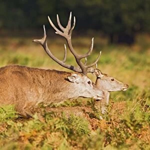 Red Deer - mating - Richmond Park UK 14968
