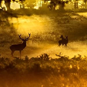 Red Deer - in mist at sunrise - Richmond Park UK 14991