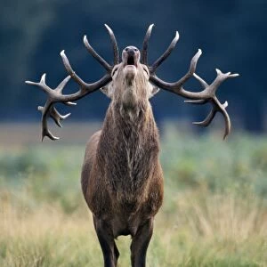 Red Deer - Roaring stag in rut UK
