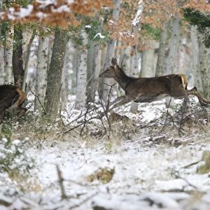 Red Deer - running through forest in snow. Alsace - France