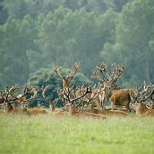 Red Deer SM 346 Large group of males Cervus elaphus © Stefan Meyers / ARDEA LONDON