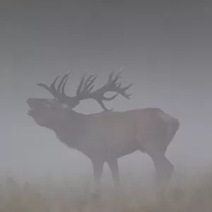 Red Deer stag fog 36