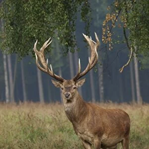 Red deer - stag. Germany