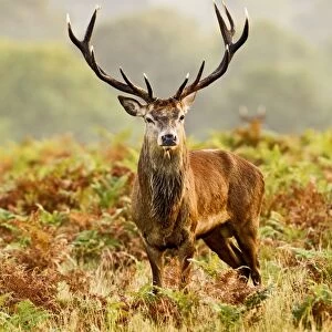 Red Deer - Stag at misty sunrise - Richmond Park UK 14979