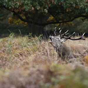 Red deer stag - roaring Richmond Park UK 006362