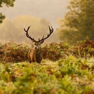Red Deer - Stag at sunrise - Richmond Park UK 14977