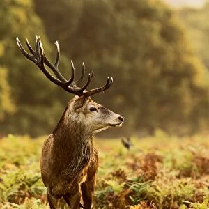 Red Deer - Stag at sunrise - Richmond Park UK 14978