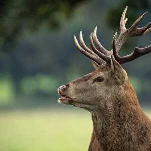 Red Deer - stag UK