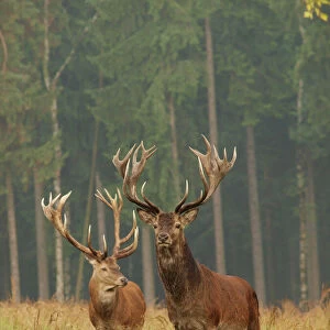 Red deer - stags in summer. Germany