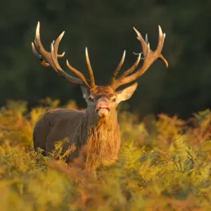 Red Deer - standing amongst braken in beautiful evening sunshine showing flehmen behaviour - Richmond Park - London - England Red Deer - standing amongst braken in beautiful evening sunshine showing flehmen behaviour - Richmond Park - London - England