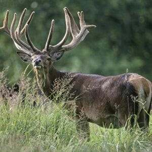 Red Deer - standing in grass