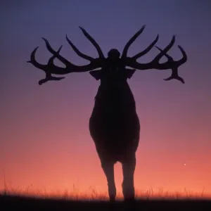 Red Deer USH 284 Stag roaring during rutting season, dusk. Cervus elaphus © Duncan Usher / ardea. com Red Deer USH 284 Stag roaring during rutting season, dusk. Cervus elaphus © Duncan Usher / ardea. com