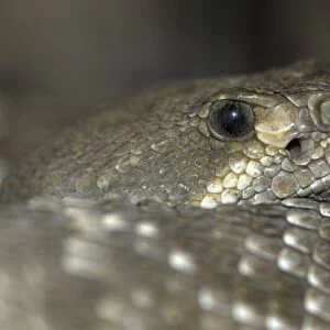 Red Diamond Rattlesnake. Close up of head from side. California, USA