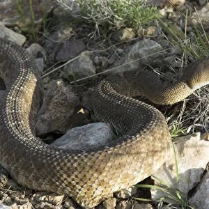Red Diamond Rattlesnake. Side view in late afternoon light. California USA