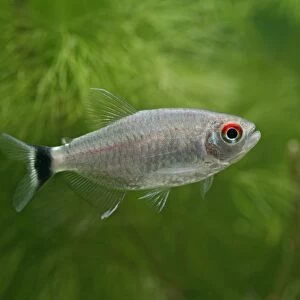 Red eyed tetra / Yellow banded moenkhausia – side view, tropical freshwaters America 002795