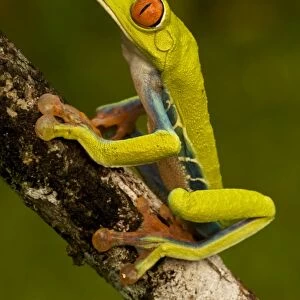 Red-eyed Treefrog - Costa Rica